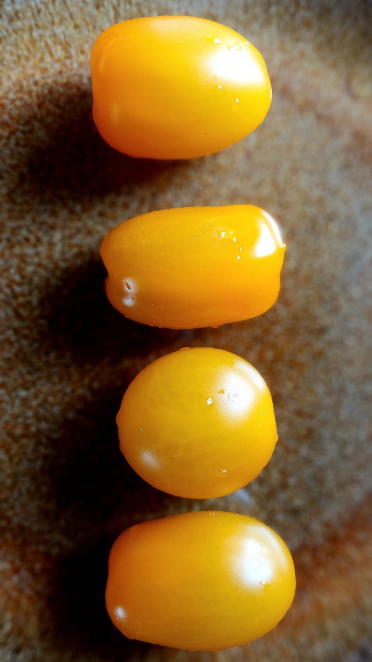 Foto: Martin Zehrer - Tomaten, direkt aus der Gärtnerei Förth, auf den Tisch.<br />
Unzählig verschiedene Größen,  Geschmacksrichtungen und Farben hängen dort an den Stauden. 