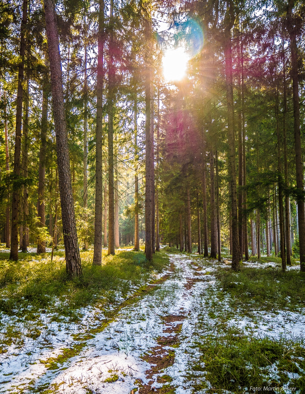 Foto: Martin Zehrer - Ein Weg führt in den Wald. Zwischen Kulmain und Lenau, dort in der Nähe ist auch die Waldsee-Hütte. 
