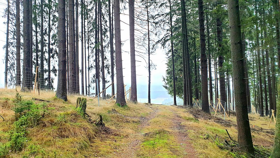 Foto: Martin Zehrer - Wandern im Wald zwischen dem Armesberg und Trevesen... 