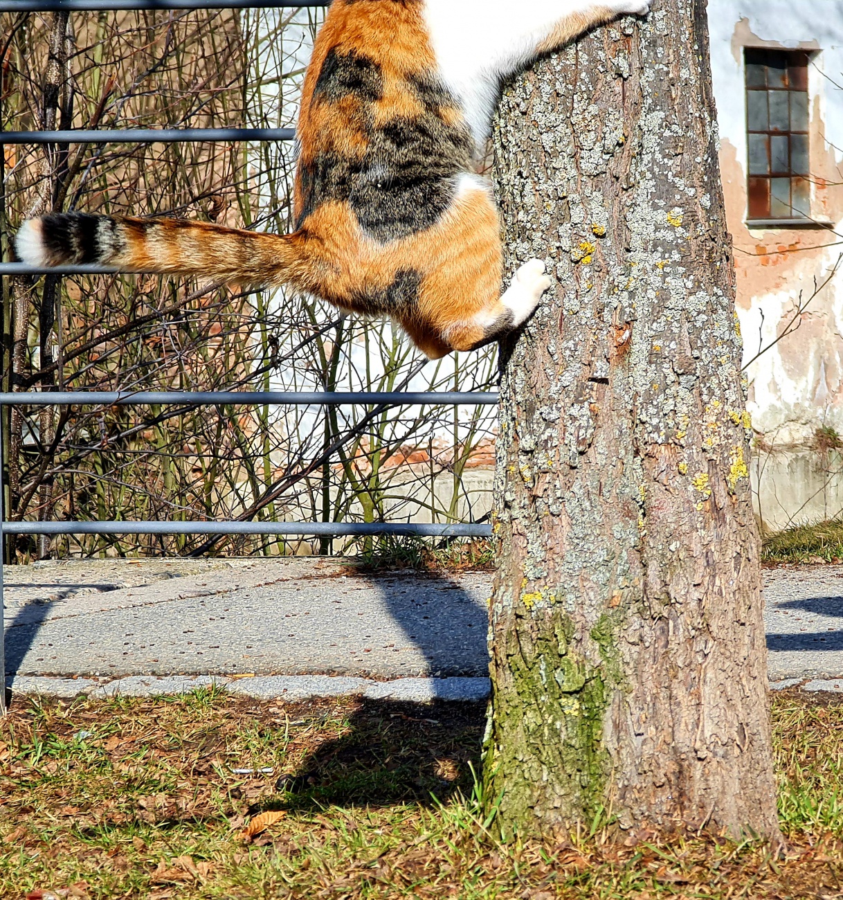 Foto: Jennifer Müller - Das Kätzchen war hier definitiv schneller als die Fotografin ;-) ...das Köpfchen ist am nächsten Bild zu sehen... 