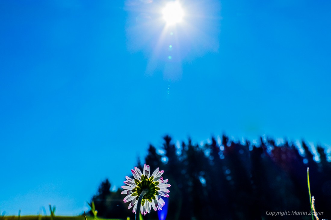 Foto: Martin Zehrer - Schrei nach Sonne - Nr1 ;-) 