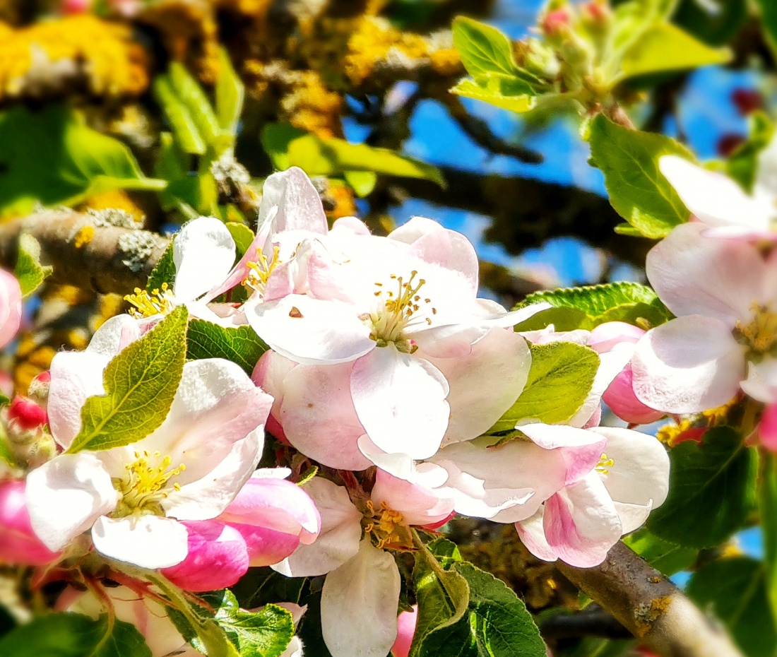 Kemnath blüht!
Ein strahlender Frühlingstag lädt ein zum Spaziergang rund um Kemnath. 