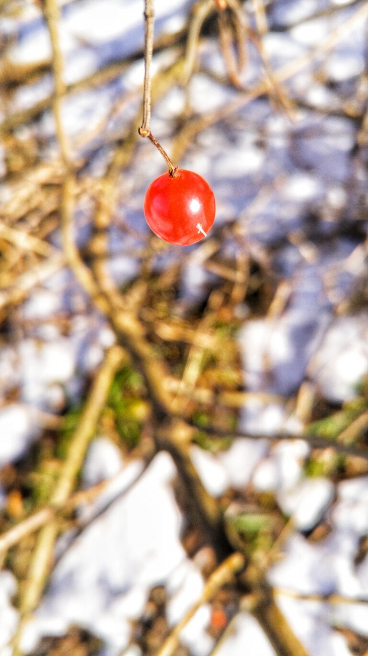 Foto: Martin Zehrer - Kleines Rot in der großen Wildnis...<br />
<br />
Am kulmainer Stausee... Die vergangene Nacht hatte es ca. minus 8 Grad, das Wetter heute ist gigantisch. <br />
Wer hier her kommt, erl 