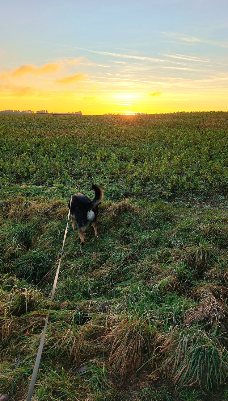 Foto: Martin Zehrer - Vito-Suchbild im Sonnenuntergang  :-)<br />
<br />
Vito sucht sein F&uuml;r-Immer-Zuhause, derzeit lebt der fr&ouml;hliche Vito im Tierheim Tirschenreuth.  