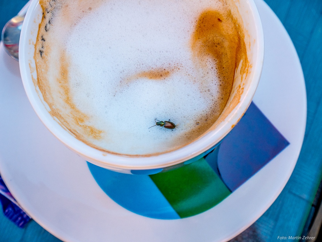 Foto: Martin Zehrer - Frühlingsgefühle?! - Käfer trinkt Milch-Kaffee... 