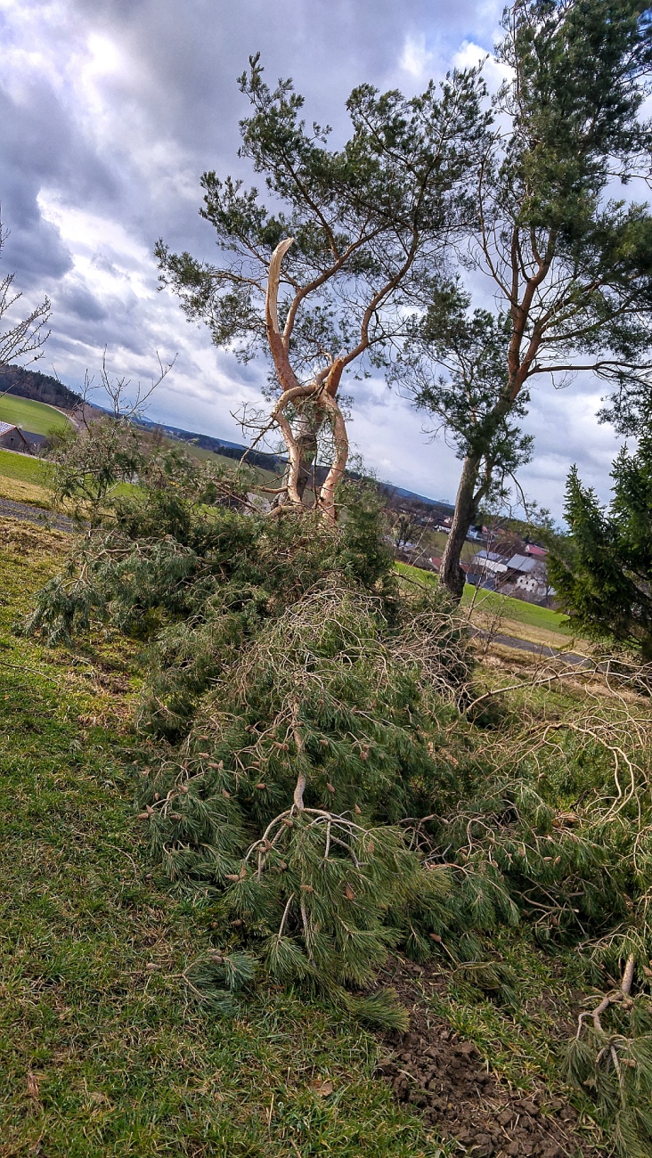 Foto: Martin Zehrer - Bruch eines Baumes zwischen Kötzersdorf und Kemnath am Läufer. Sonntag, der 10. März 2019 war ein sehr stürmischer Tag... 