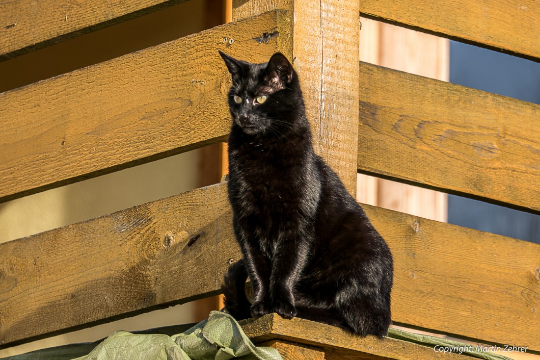 Foto: Martin Zehrer - Kater Paulchen behält die Übersicht und sonnt sich  in der Frühling-Sonne am Ostersonntag... 