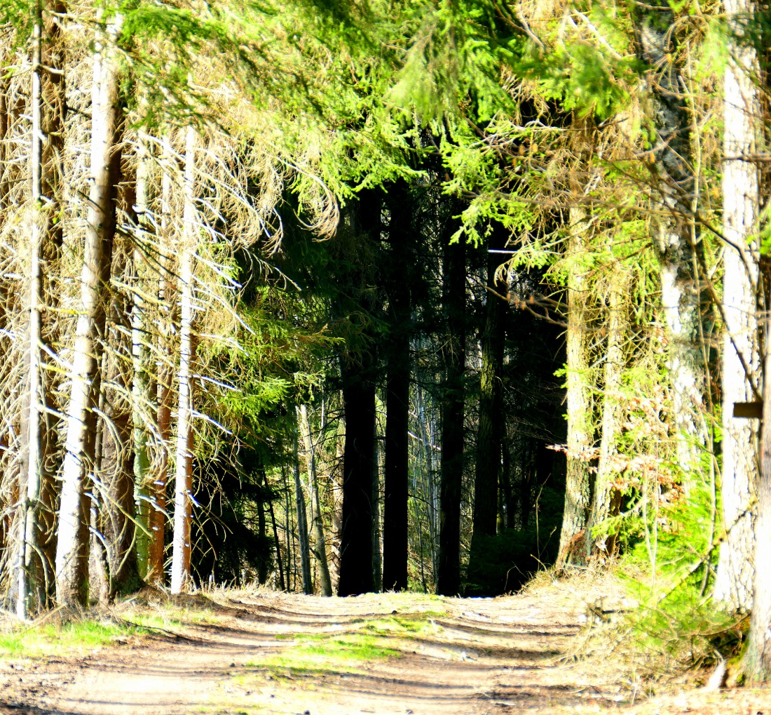Foto: Martin Zehrer - Wuuhuhuuuu... weiter laufen  in den dunklen Wald??? :-D 