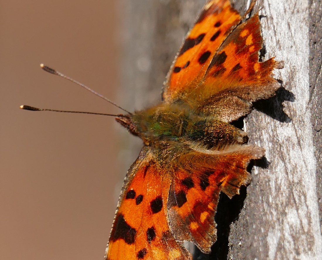 Foto: Martin Zehrer - Schmetterlings-Gefühle... Einfach mal in der Frühlings-Sonne Dösen... 
