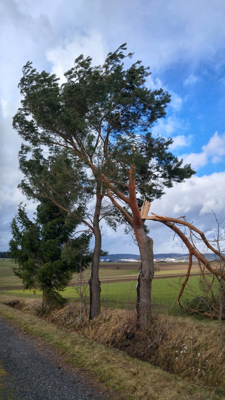 Foto: Martin Zehrer - Bruch eines Baumes zwischen Kötzersdorf und Kemnath am Läufer. Sonntag, der 10. März 2019 war ein sehr stürmischer Tag... 