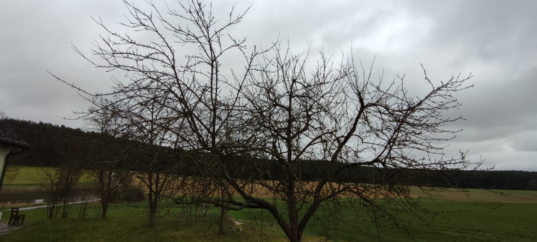 Foto: Stefan Heining - Apfelbaum, der 10 Jahre nicht gepflegt wurde und 3 Jahre keine Früchte trug vor dem Schnitt. 