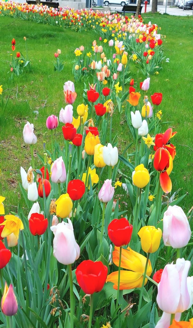 Foto: Martin Zehrer - Blumenmeer - Kemnath  