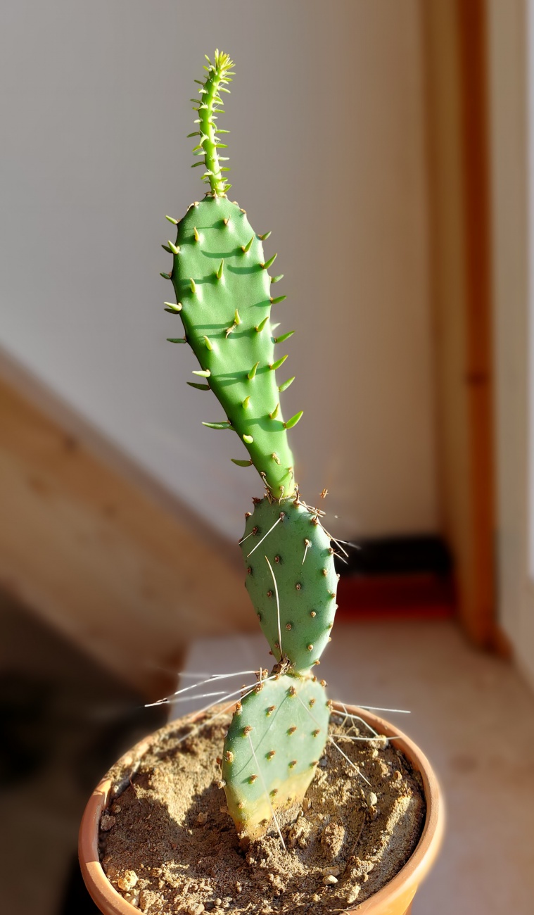 Foto: Martin Zehrer - Nachwuchs am 3-Generationen-Kaktus! ,-)<br />
<br />
Er wächst und wächst und wächst und wächst und wächst und wächst... 