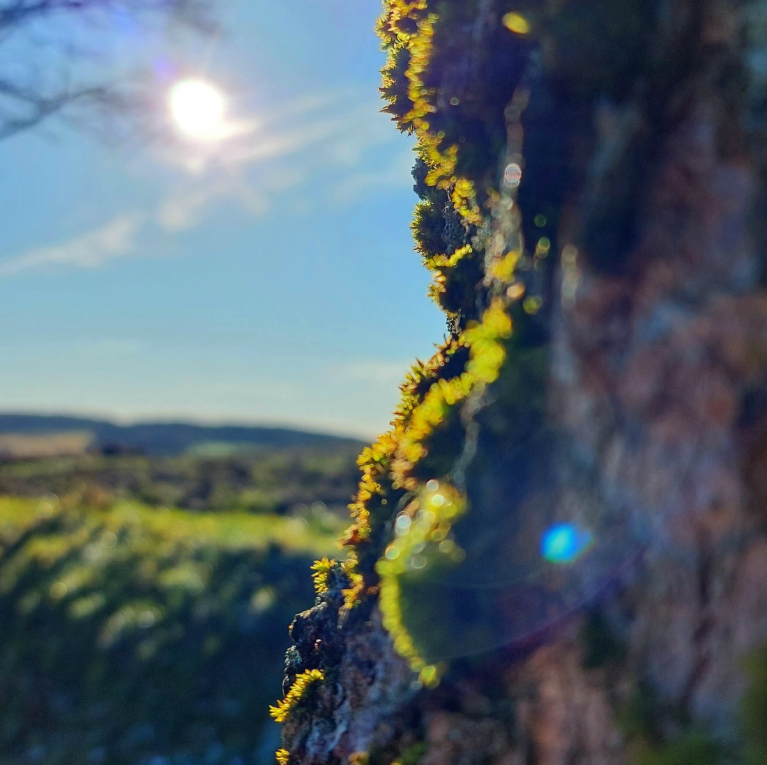 Foto: Martin Zehrer - Sonnen-Moos an einem Baum, droben auf dem Armesberg... 