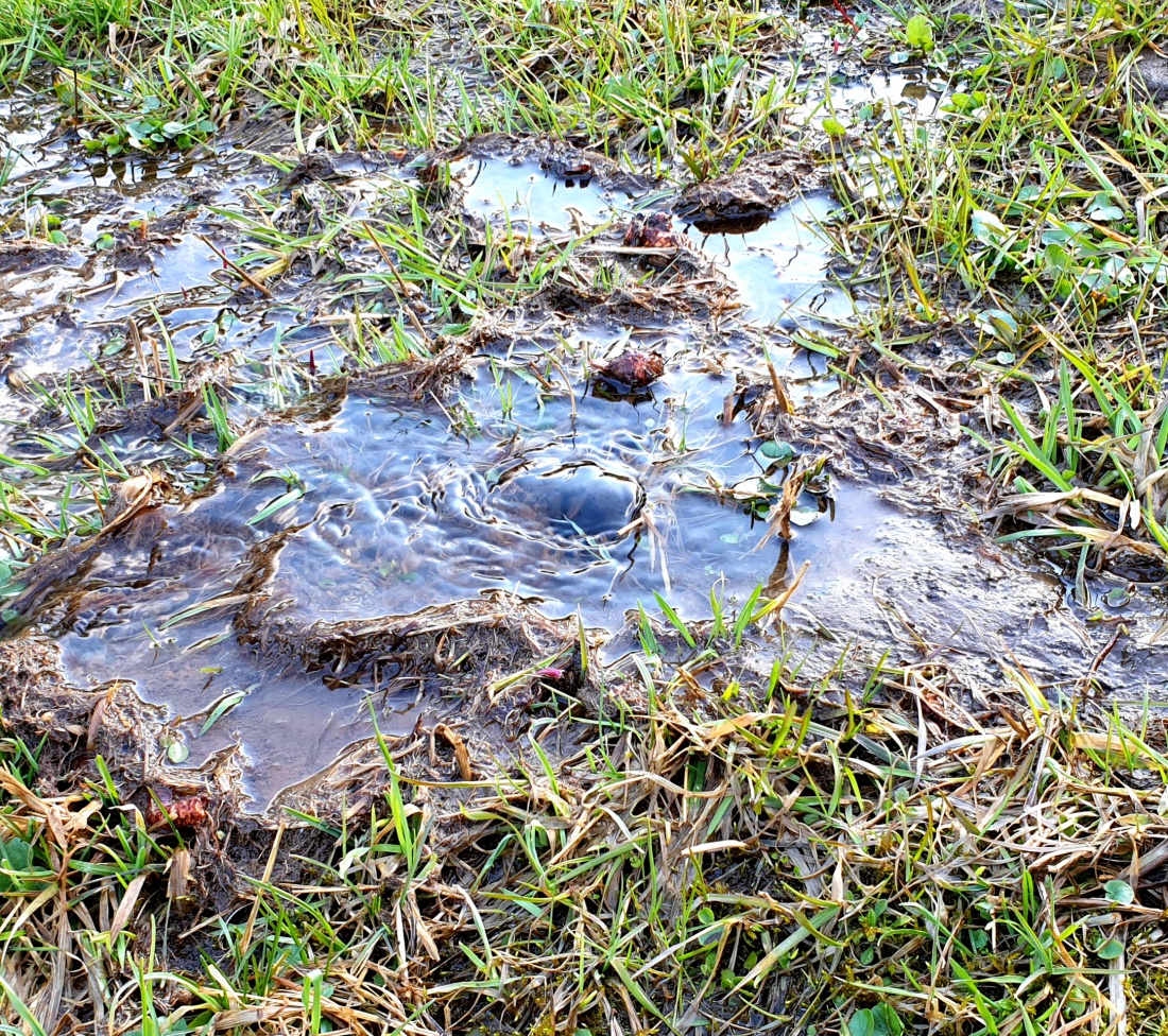 Foto: Martin Zehrer - Wasser quillt aus einer Quelle mitten in einer Wiese bei Ebnath 