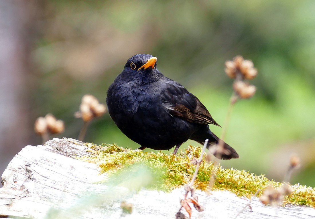 Foto: Martin Zehrer - Vogel beobachten im Ökologisch-Botanischen Garten in Bayreuth. Ausspannen in der Frühlingssonne. Die Blätter rauschen im Wind, Vögel zwitschern um die Wette, das Wasser p 