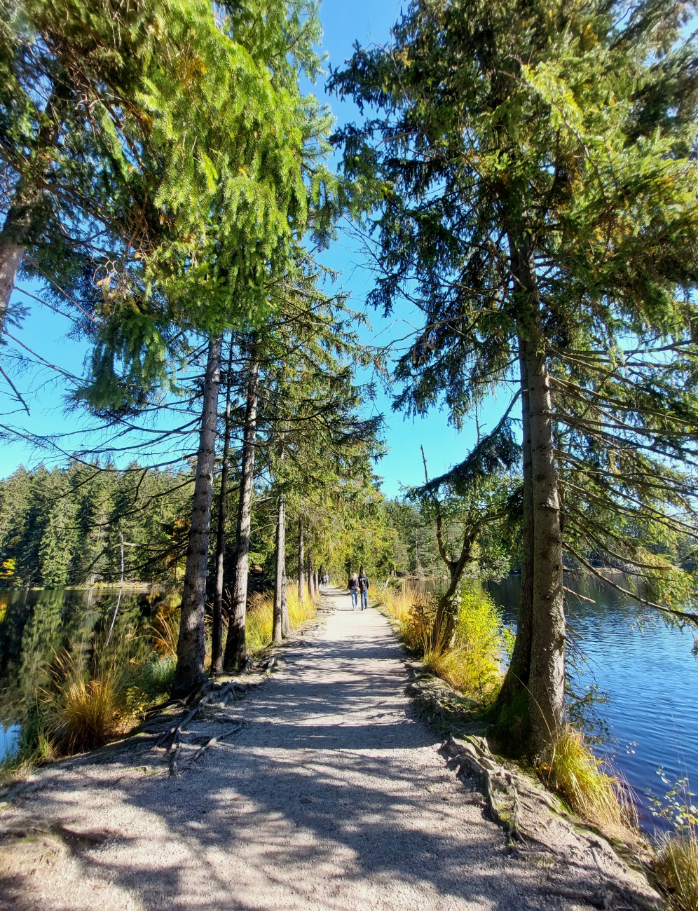 Foto: Martin Zehrer - Diese wunderschöne Allee führt am Fichtelsee entlang. 