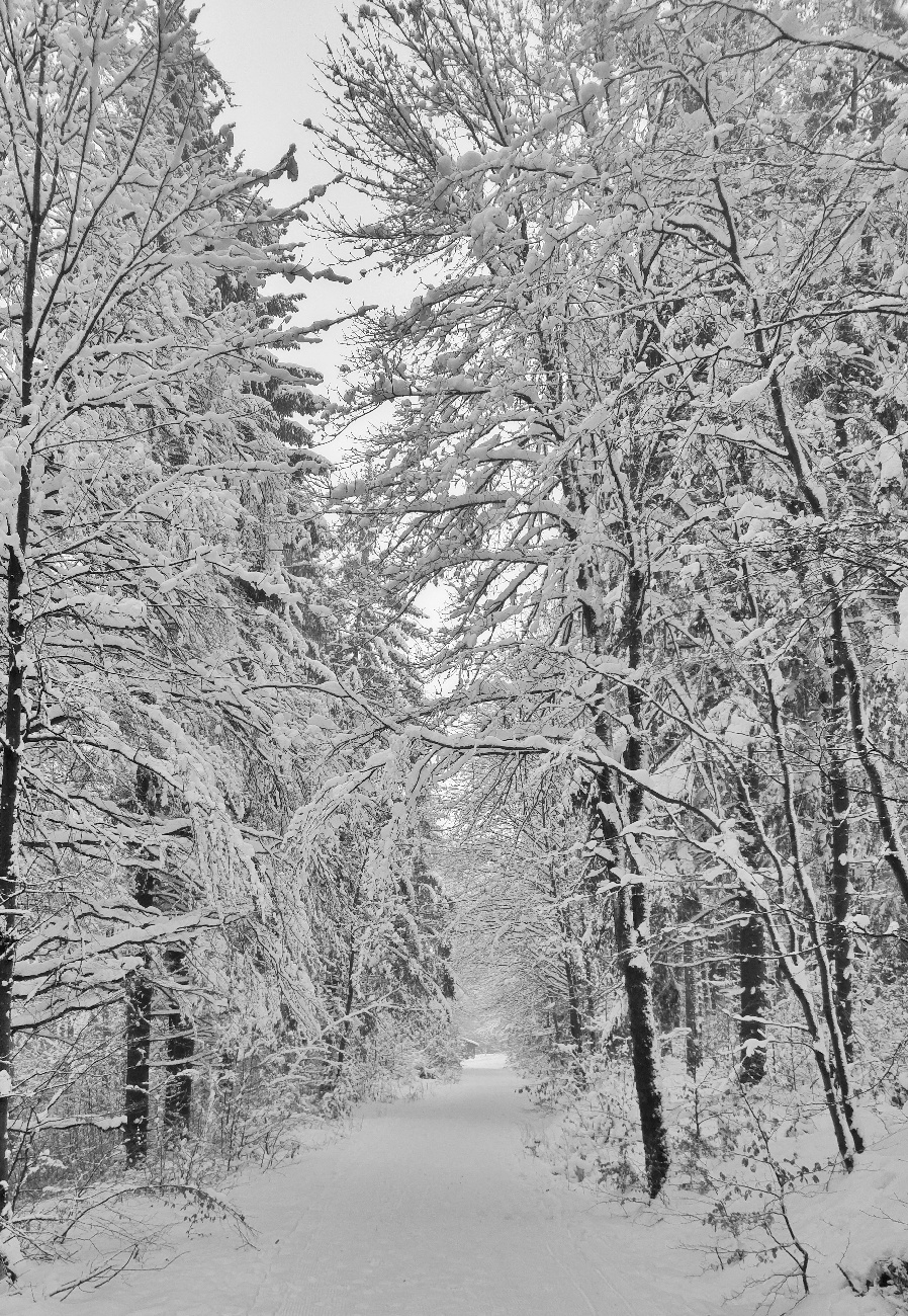 Foto: Jennifer Müller - Unterwegs am Steinwald... Die Bäume ächzen bereits unter der enormen Schneelast. 