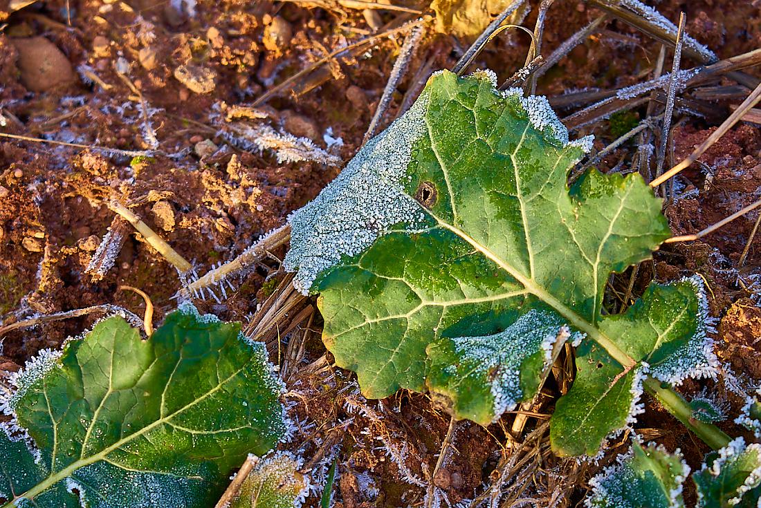 Foto: Martin Zehrer - Noch mit Reif überzogen... Gesehen auf dem löschwitzer Berg am 29. Dezember 2019. 