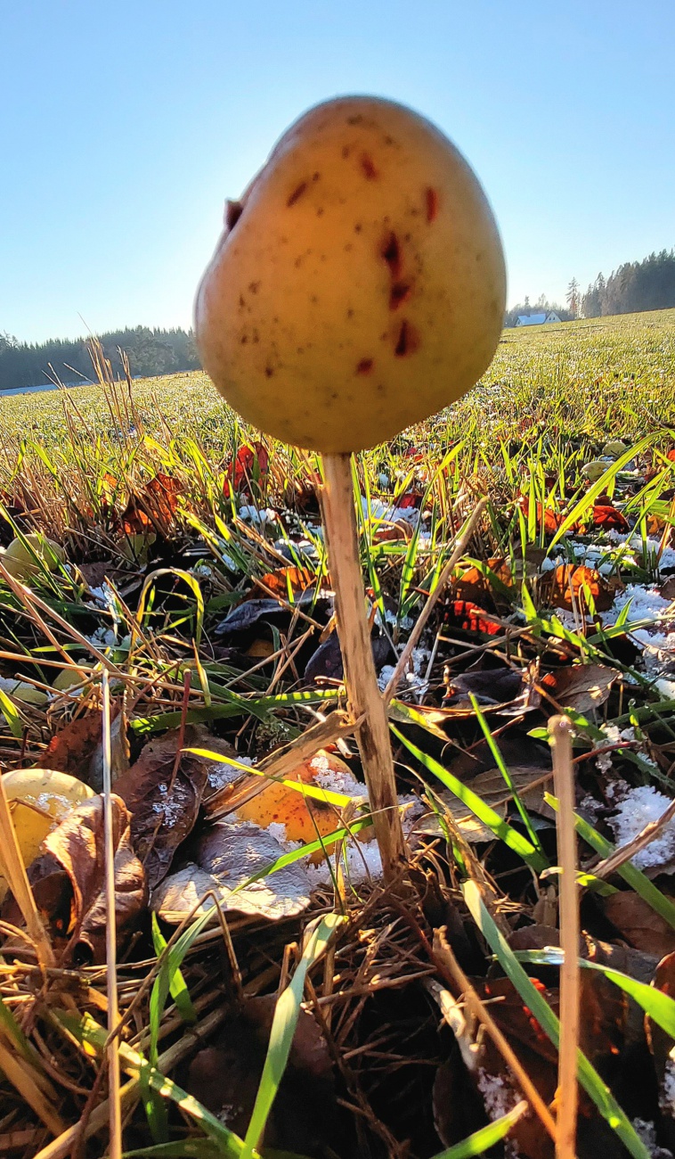 Foto: Martin Zehrer - Welch ein Zufall!<br />
Dieser Apfel fiel vom Baum und landete auf einem ausgetrockneten Halm, der ihn dann durchbohrte. 