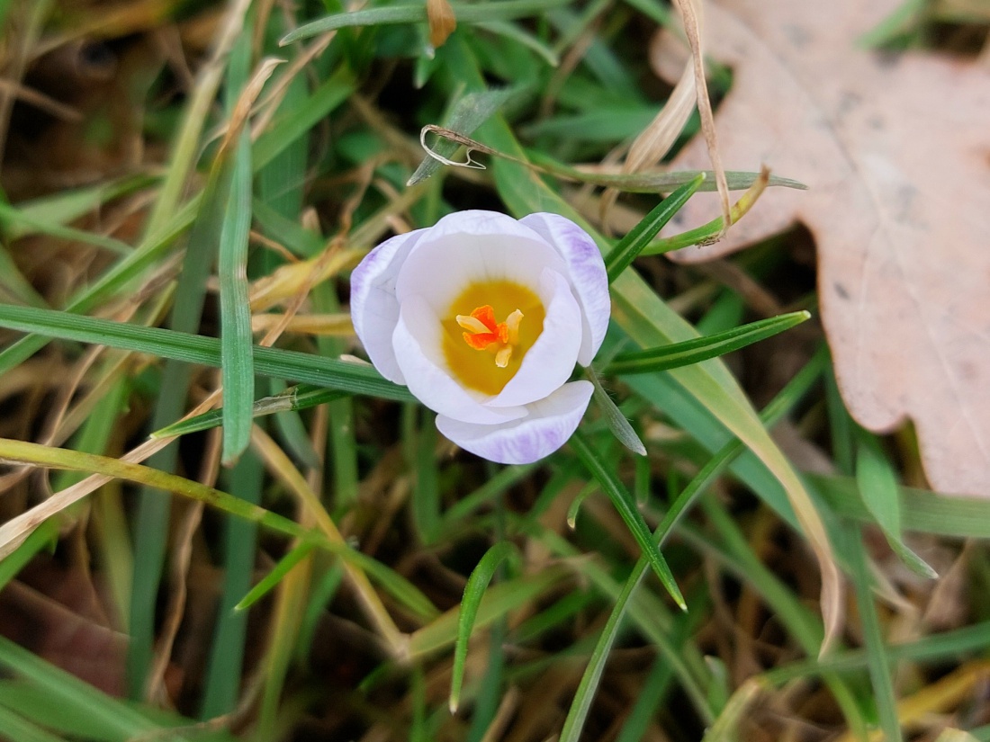 Foto: Martin Zehrer - Frühlings-Blumen in Kemnath...<br />
<br />
Das Wetter war bei ca. +12 Grad ziemlich frühlingshaft.<br />
<br />
Mal bewölkt, mal sonnig, mal windig... 