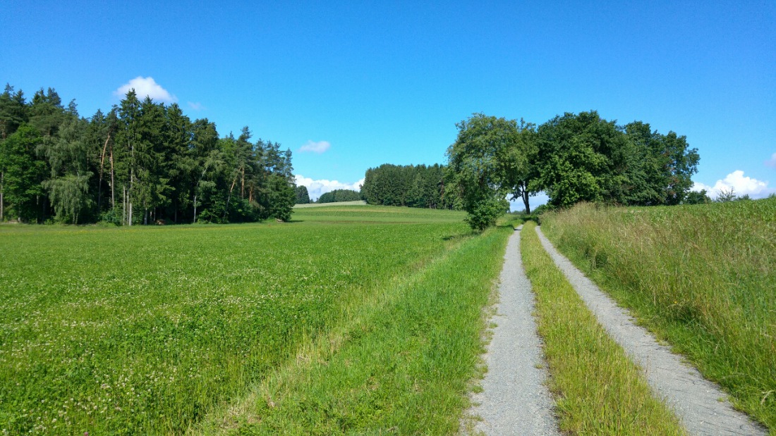 Foto: Martin Zehrer - Weg von der Straße zwischen Berndorf und Immenreuth, links in den Feldweg einbiegen und dann hier weiter radln...<br />
Noch ca. 2-3 Kilometer zum Freibad ;-) 