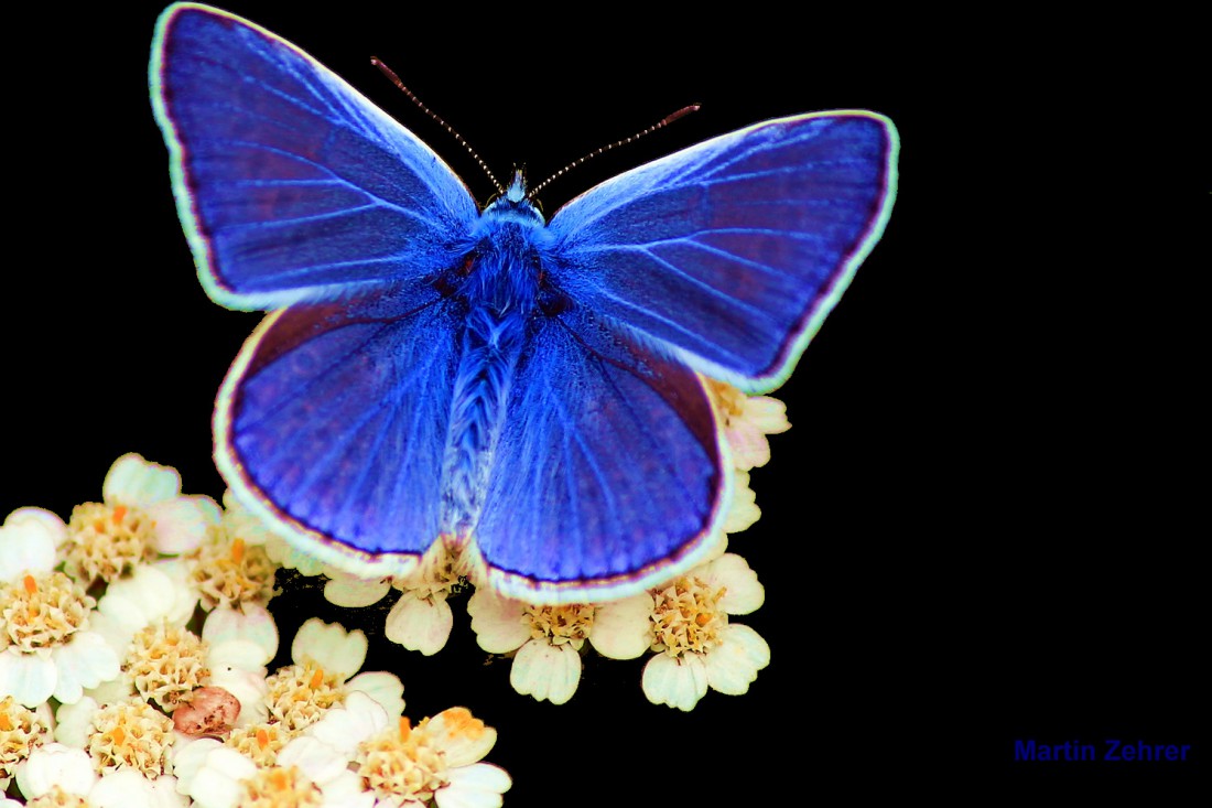 Foto: Martin Zehrer - Kleiner blauer Schmetterling - Gesehen bei der Glasschleif bei Arnoldsreuth... 