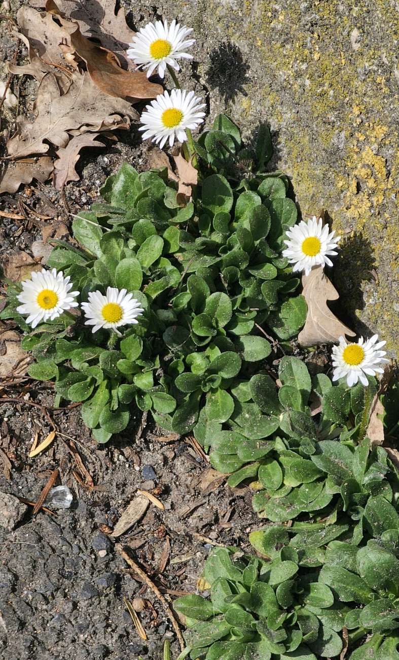 Frühling!!! Gänseblümchen an einer Mauer...