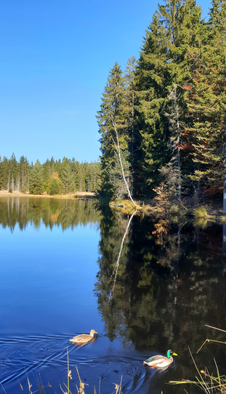 Foto: Martin Zehrer - Das Moorgebiet am Fichtelsee im Herbstlicht... 