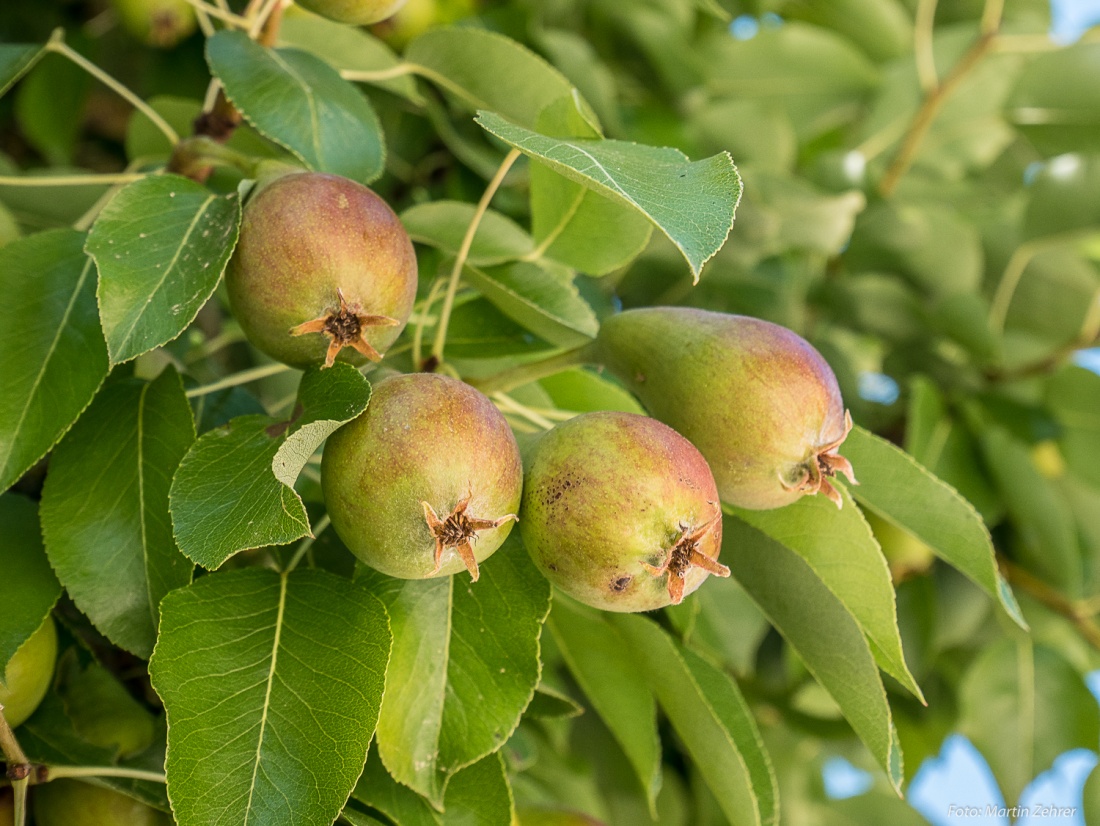 Foto: Martin Zehrer - Birnen am alten Birnbaum... Heuer tragen die Äste der Obst-Bäume sehr schwer. Wie schon bei den Kirsch-Bäumen hängen auch die Birnen in Massen an den Bäumen! Gesehen auf  