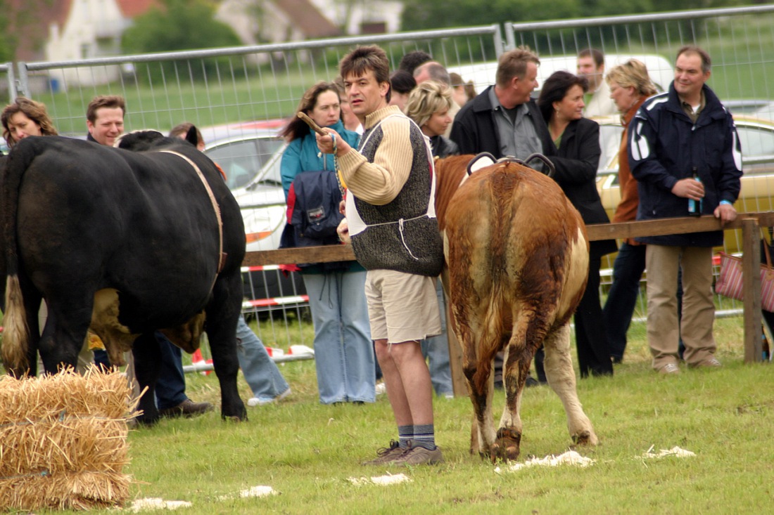 Foto: Thomas Zehrer - Ochsenrennen in Oberdolling 2006<br />
<br />
Da gehts lang... oder?!<br />
<br />
Dankschön, Thomas für die Bilder! 