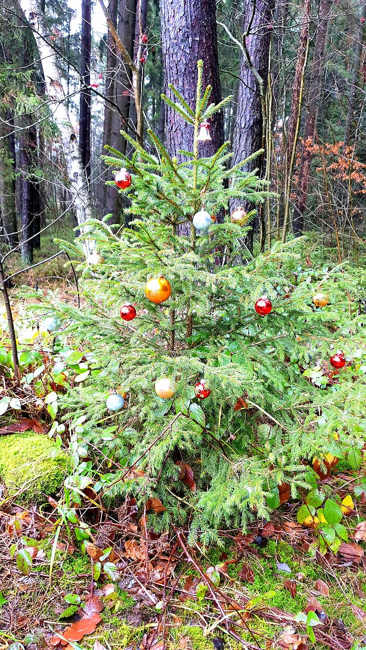 Foto: Martin Zehrer - Ein Weihnachtsbaum im Wald bei Eisersdorf. 