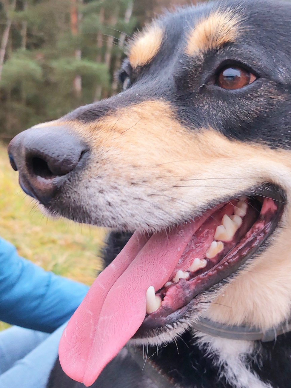Foto: Martin Zehrer - Vito - immer ein Sonnenschein...<br />
<br />
Vito lebt im Tierheim Tirschenreuth und sucht sein neues Für-Immer-Zuhause  :-) 