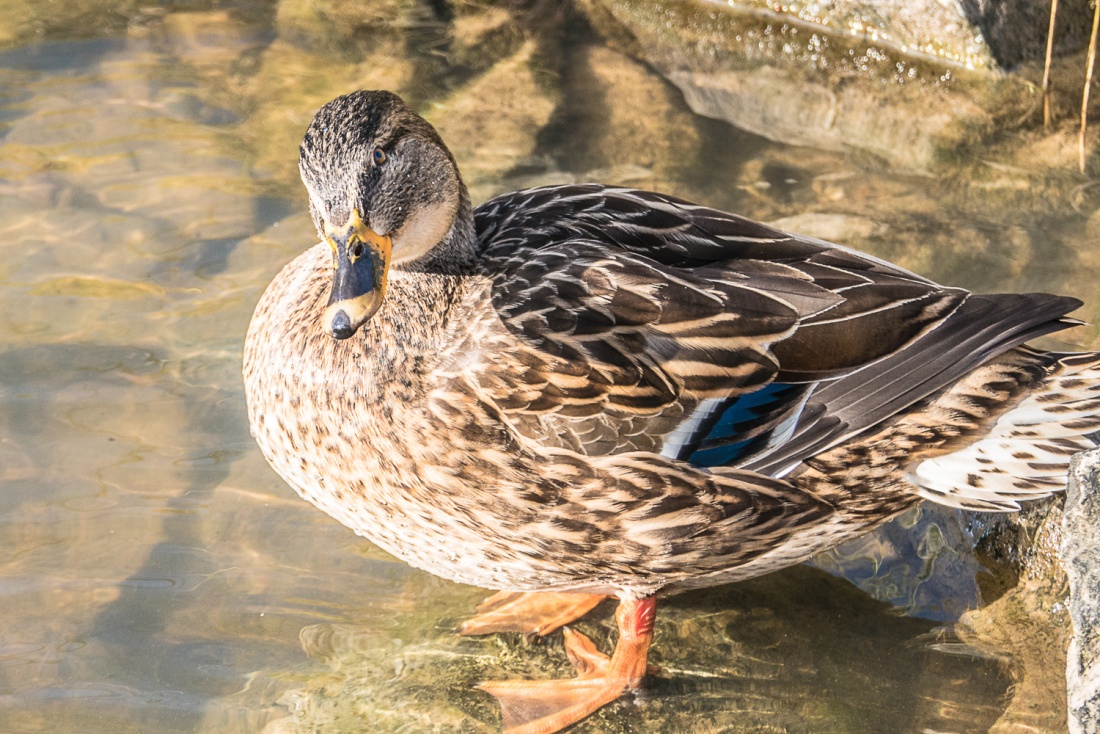 Foto: Martin Zehrer - Schau mir ins Auge... Ente an einem Zulauf-Bach zum kemnather Stadtweiher... 