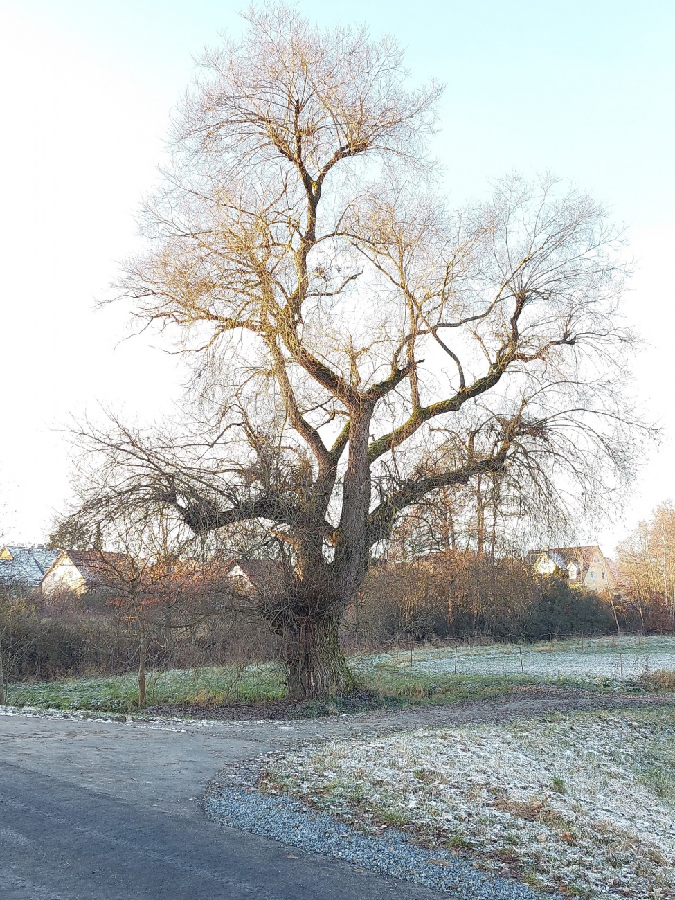 Foto: Martin Zehrer - Ein einsamer Baum, die Äste kahl und filigran, zeichnet silhouettes in den frostigen Himmel Kemnaths, während der Hauch des Winters die Stille umhüllt. Der Boden schimmer 