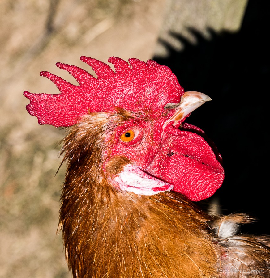 Foto: Martin Zehrer - Schau mir ins Auge... Der stolze Gockel auf Köstlers Bauernhof in Hermannsreuth 