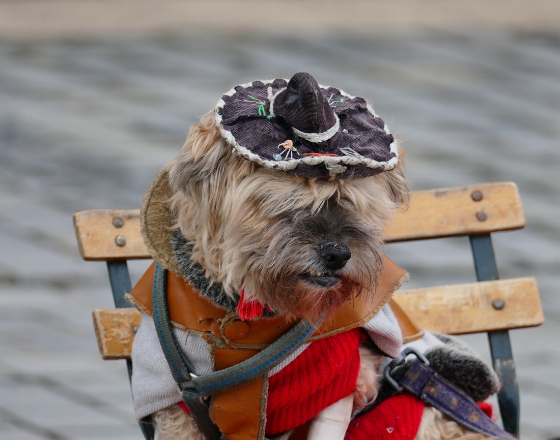 Foto: Martin Zehrer - Einmalig: Musiker-Duo-Hund in Bayreuth 