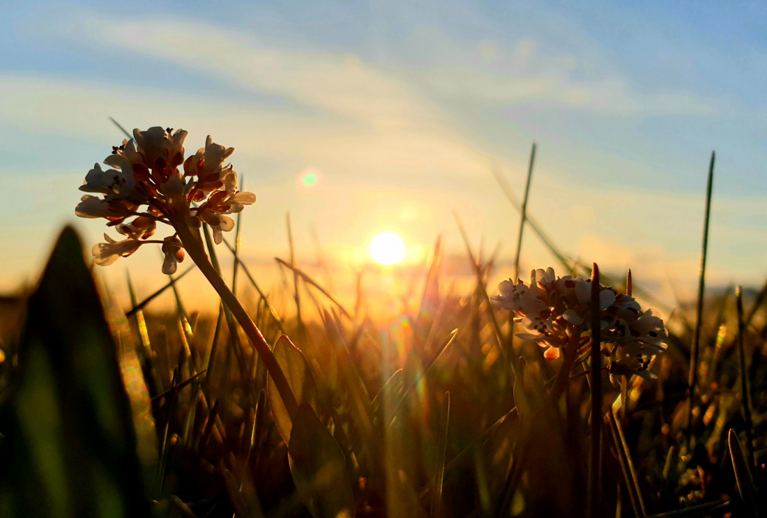 Foto: Martin Zehrer - Abend-Sonne taucht in die Wiesen-Aue von Guttenthau... 