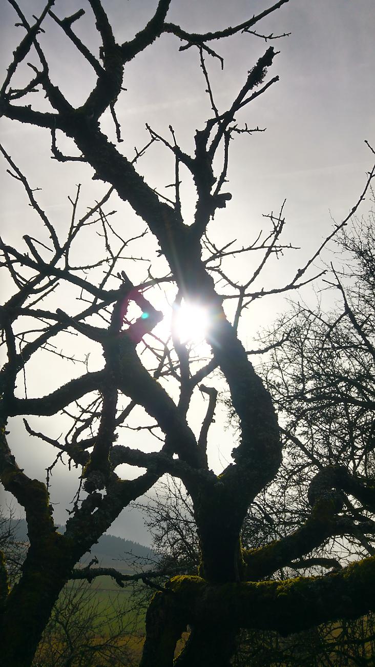 Foto: Martin Zehrer - Schatten-Reich... Godas, Richtung Armesberg am 15. Februar 2020 