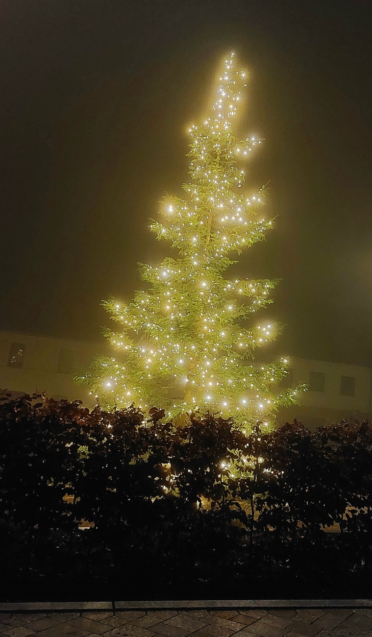 Foto: Martin Zehrer - Der Weihnachtsbaum in Neustadt am Kulm. 