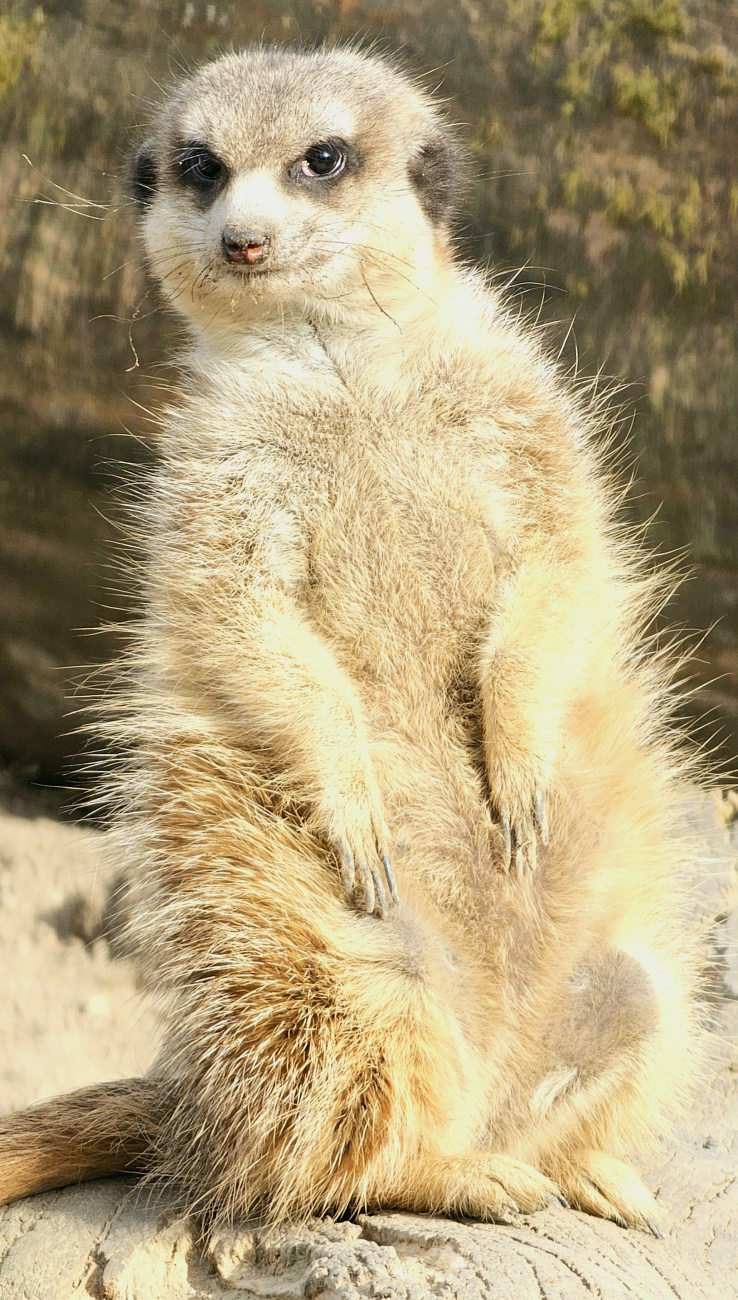 Ein wunderschönes Erdmännchen... es wohnt im hofer Zoo mit seiner riesigen Familie.

