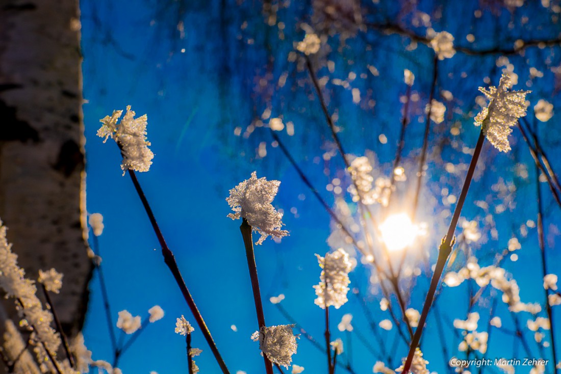 Foto: Martin Zehrer - Sonnenfähnchen ;-) 