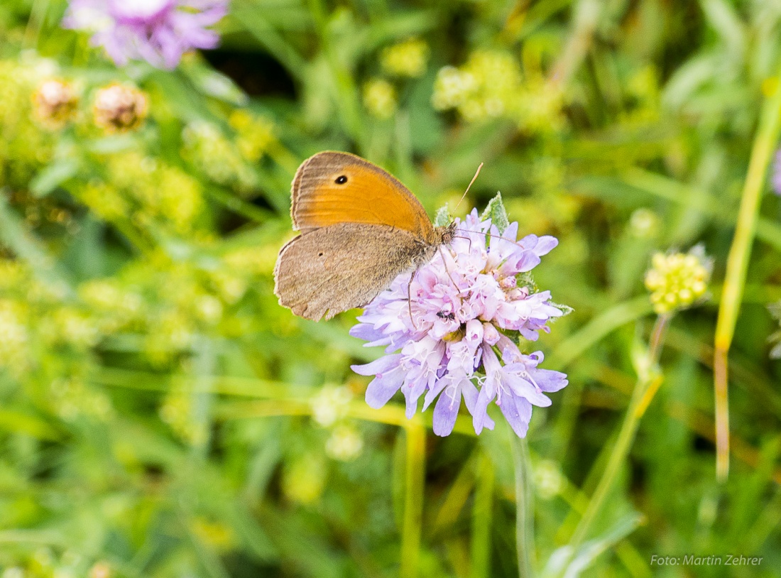 Foto: Martin Zehrer - Ein Schmetterling auf einer Blume, gesehen beim Wandern auf dem Armesberg... 