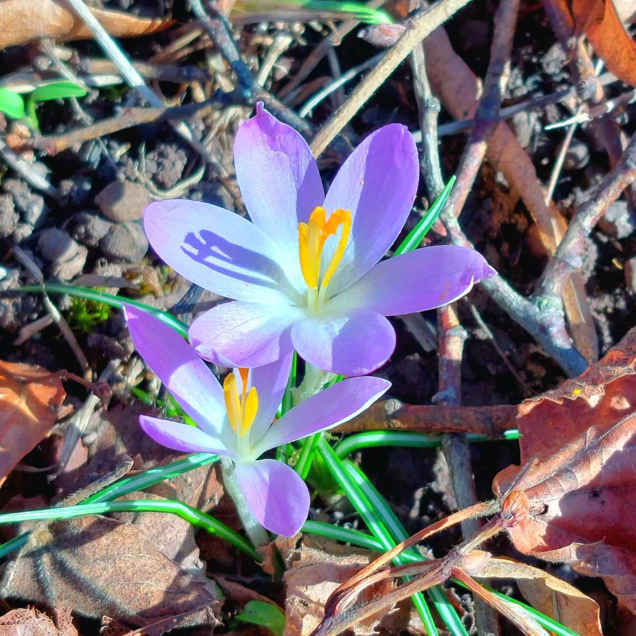 Foto: Martin Zehrer - Früher Frühling in Thüringen. <br />
Wunderschöne Blumen in Bad Berka... 