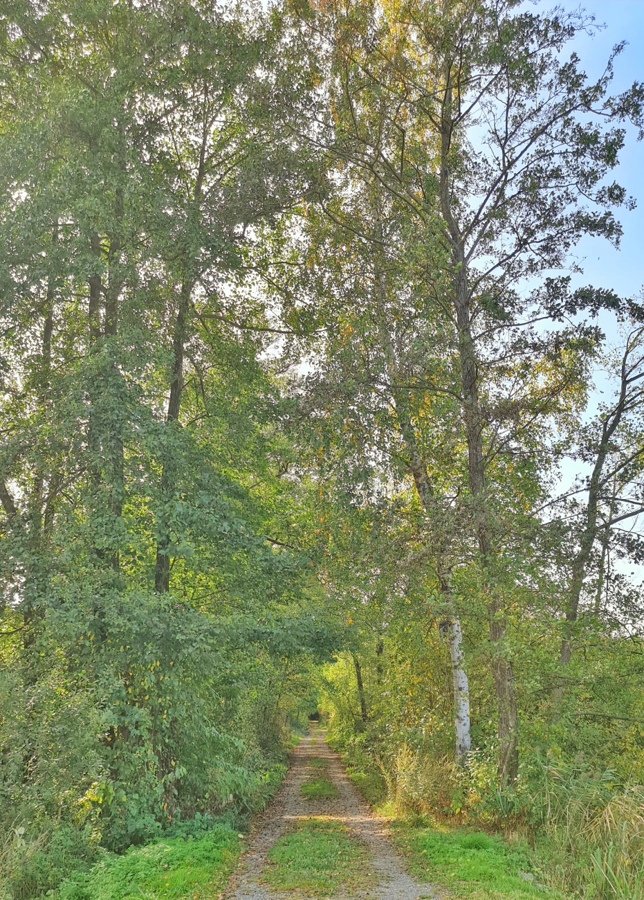 Foto: Jennifer Müller - Der Obersee (großer Rußweiher) in Eschenbach. Ein sehr sehenswertes Naturschutzgebiet in der Oberpfalz mit vielen verschiedenen Vogelarten und einer großartigen Landschaf 