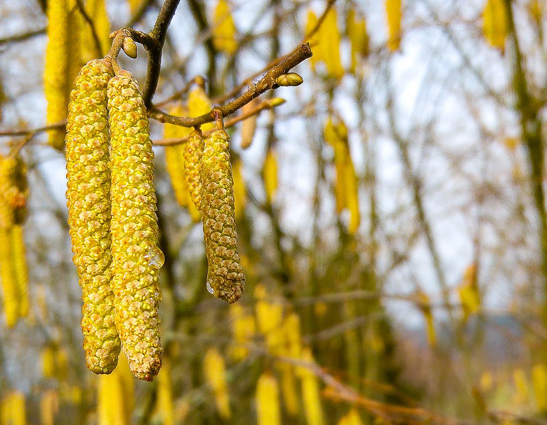 Foto: Martin Zehrer - Frühlings-Boten... 