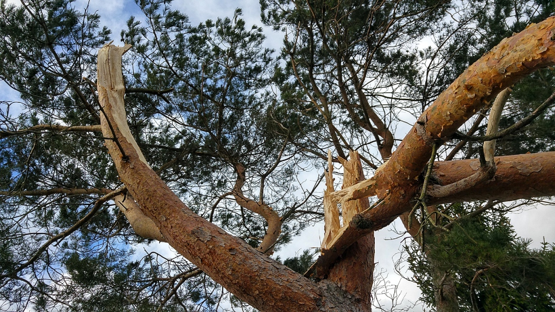 Foto: Martin Zehrer - Bruch eines Baumes zwischen Kötzersdorf und Kemnath am Läufer. Sonntag, der 10. März 2019 war ein sehr stürmischer Tag... 