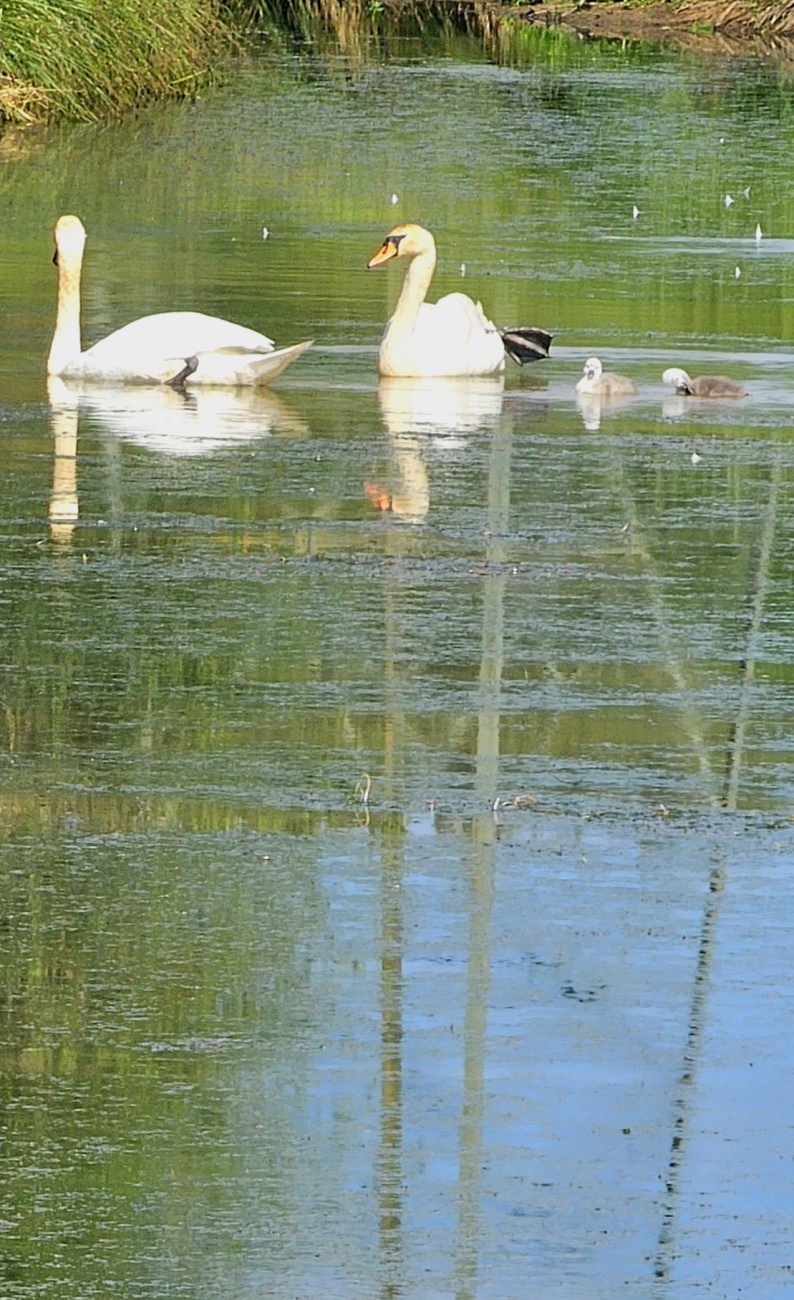 Familie Schwan auf einem Weiher bei Kemnath.
Die zwei Küken bleiben immer in der Nähe ihrer Eltern.
