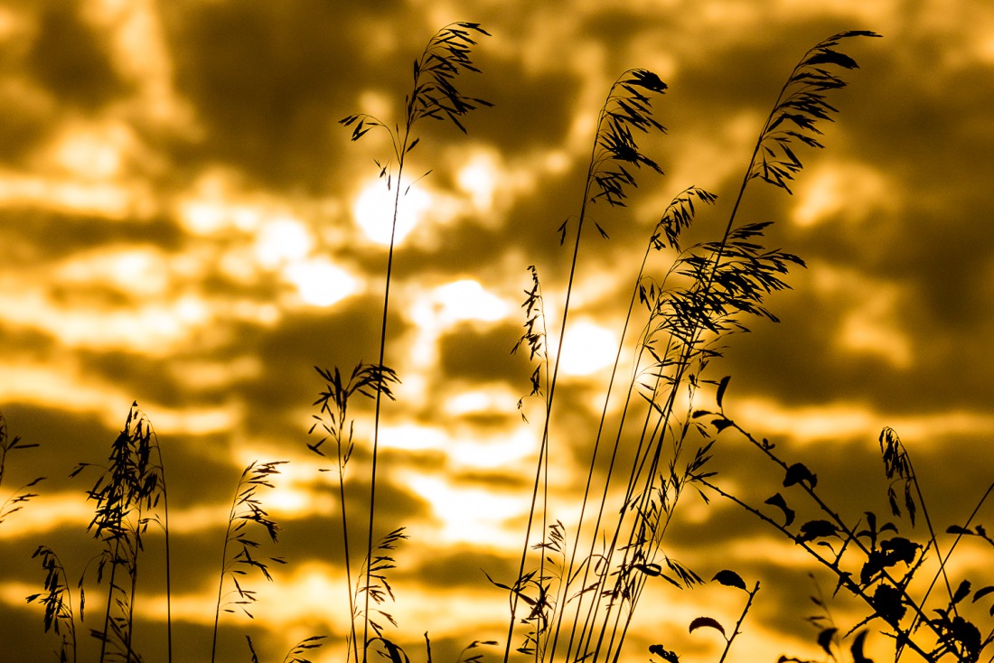 Foto: Martin Zehrer - Gras in der Herbst-Sonne :-D 