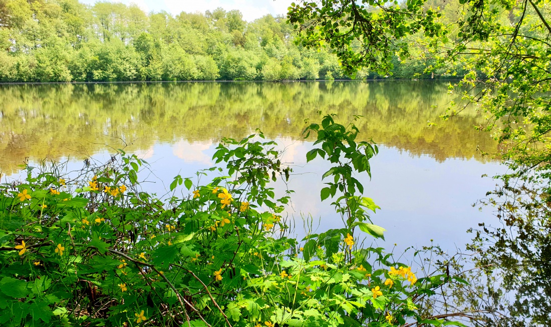 Foto: Martin Zehrer - Ein Weiher zwischen Berndorf und Immenreuth/Gabelohe... 